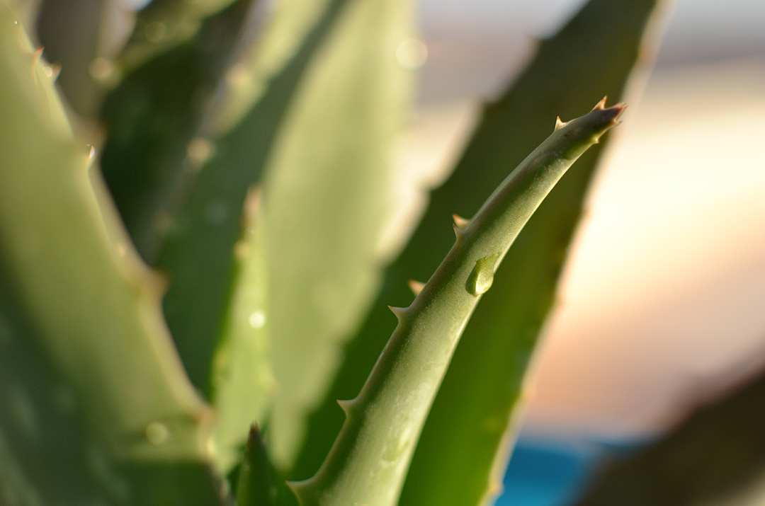 Les bienfaits de l'aloe vera pour la peau, ingrdient naturel miracle